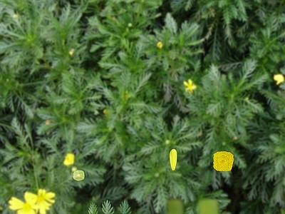 绿植墙