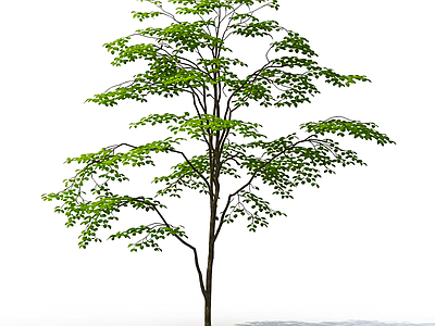 完整树木模型