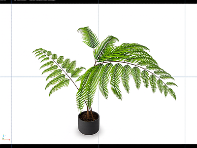 盆栽蕨类植物