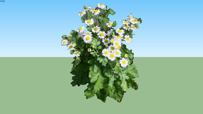 黄花菜 植物 其他 花 油菜花田 室外