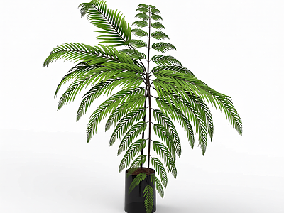 盆栽蕨类植物