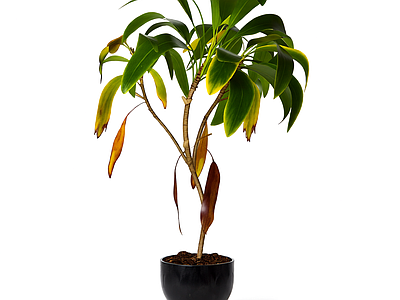 盆栽植物装饰