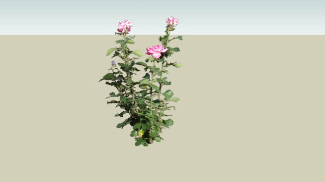 玫瑰（玫瑰） 其他 画 沙漠 花