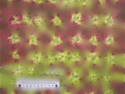 绿植墙