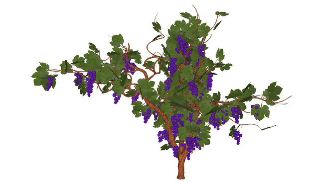 3D GENERIC树葡萄树08 花 植物 其他 室外 画