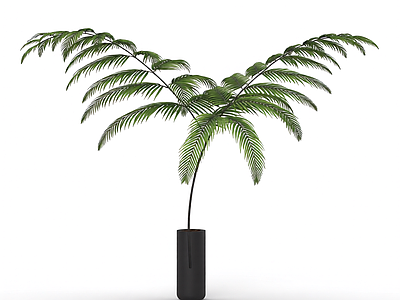 带盆绿色蕨类植物