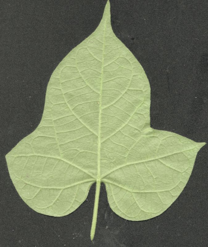 其他杂项-植物纹理 048 自然元素