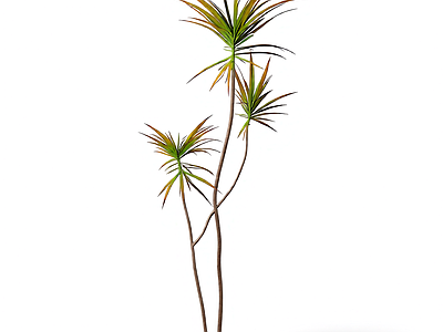 多枝棕榈植物模型
