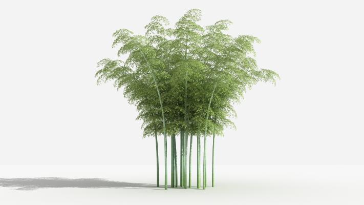 中式毛竹 灌木 树 植物 花 草 植物 园林 小区植物