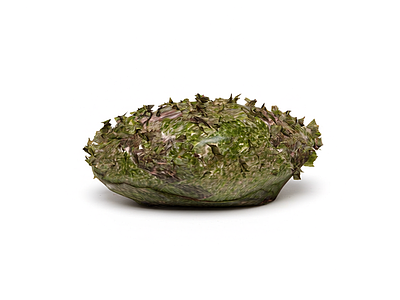 绿色植物球体装饰