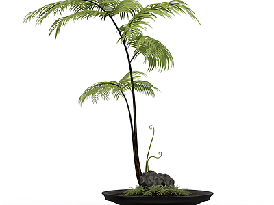 盆栽蕨类植物装饰