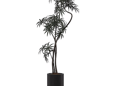 盆栽植物装饰