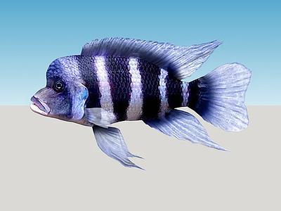 额叶（Cyphotilapia frontosa）