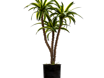 盆栽植物组合