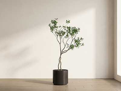 造型绿植盆栽