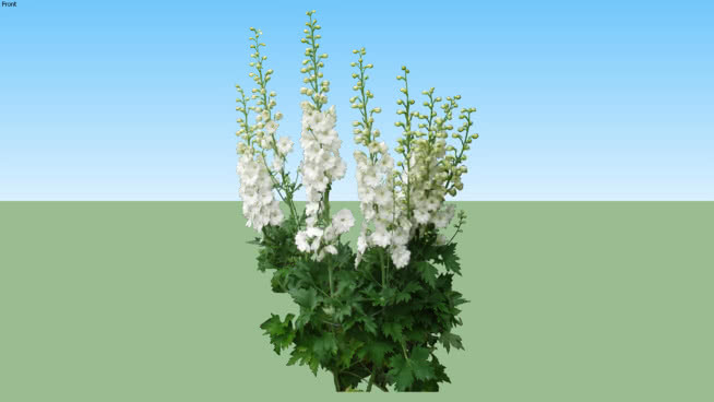 翠雀花 植物 其他 湖 草地 画