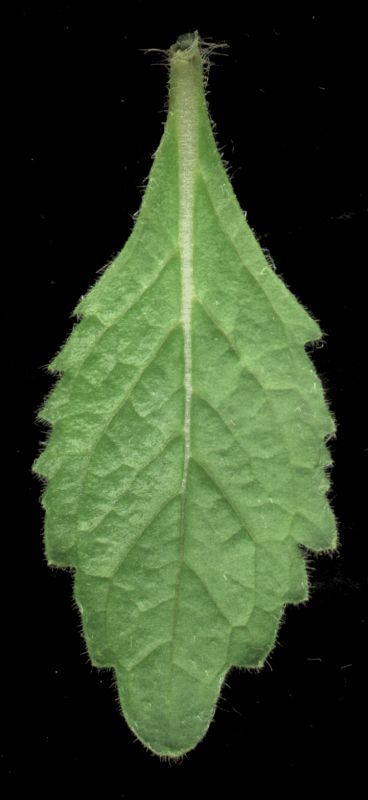 其他杂项-植物纹理 033 自然元素