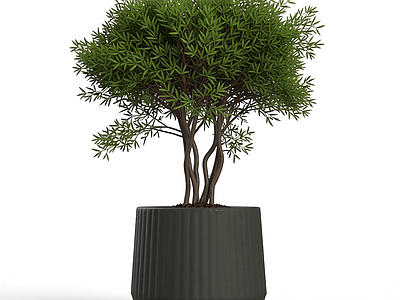 盆栽植物组合