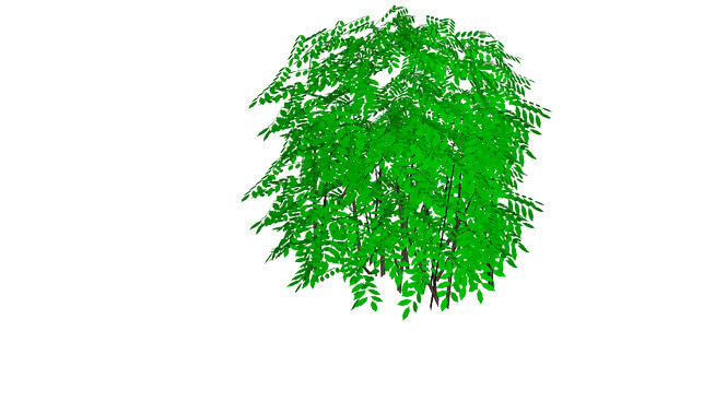 绣线菊属 植物 其他 草地 画 演出