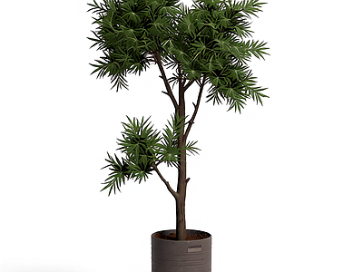 盆栽植物组合