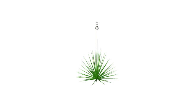 沙漠秆丝兰 其他 植物 画 饰品 草地
