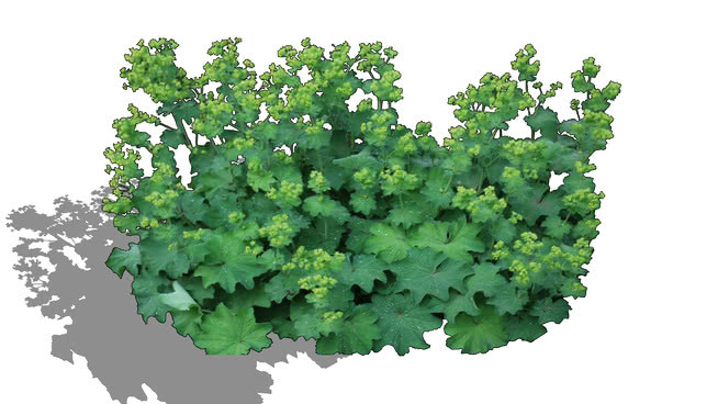魔女：女人的披风 植物 西兰花 地图 花 其他