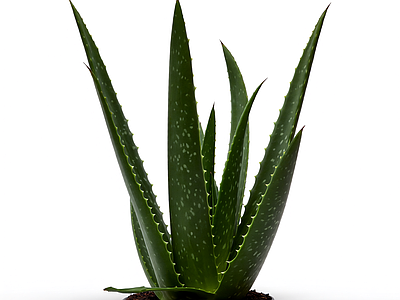 芦荟盆栽植物