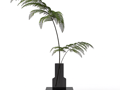 蕨类植物盆栽装饰
