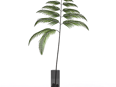 带盆绿植盆栽