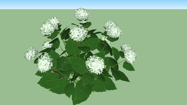 绣球绣球“安娜贝尔” 其他 画 菜花 花