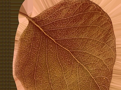 线条纹理