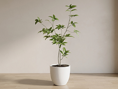 白色花瓶设计感绿植盆栽