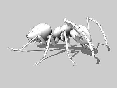 Ant