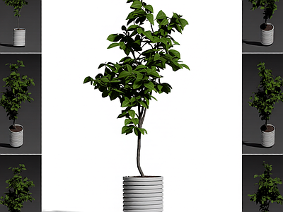 带盆绿植盆栽