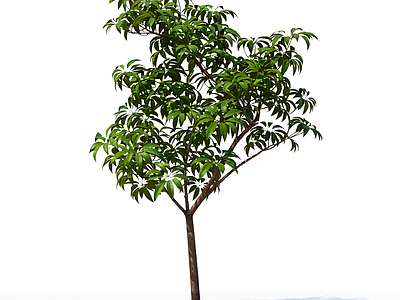 带枝叶的植物模型