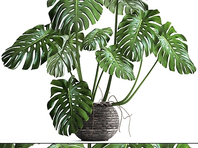 绿植墙