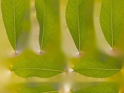 绿植墙