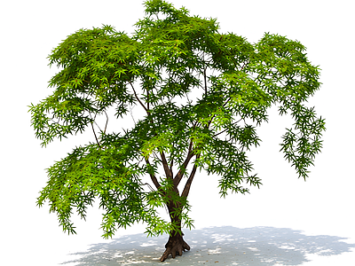 完整绿叶树模型