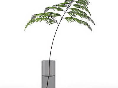 带盆绿色蕨类植物