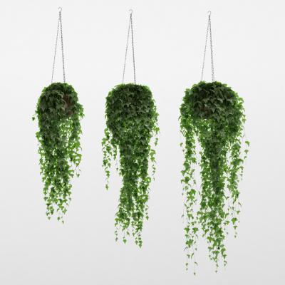 现代悬挂植物