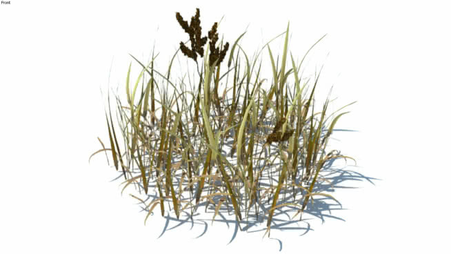 草，高聚合，VRY准备（108） 植物 草地 其他 玉米 饰品