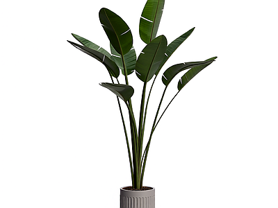 盆栽植物装饰