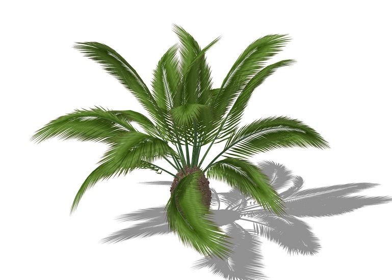 3D植物苏铁