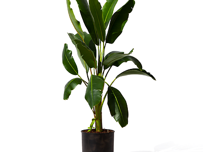 盆栽植物带花盆