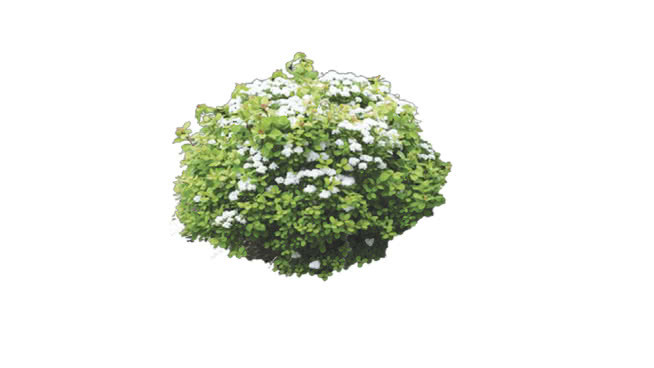 红花绣线菊 西兰花 饰品 其他 草地