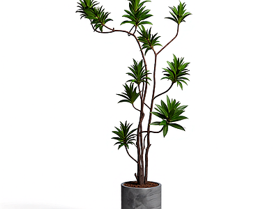 盆栽植物装饰