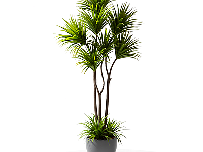 盆栽植物装饰