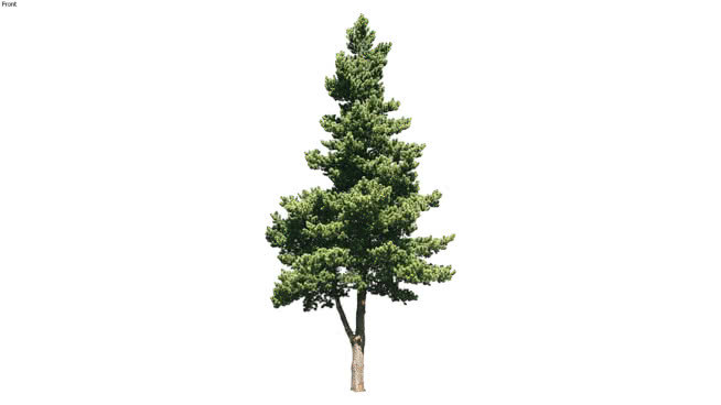 红松 植物 其他 画 树林 饰品