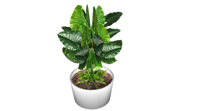 另一种多叶植物 植物 花盆 其他 花瓶 草莓