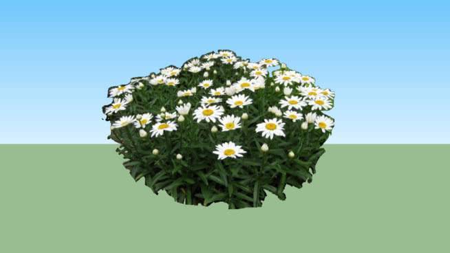 沙斯塔雏菊 植物 饰品 岩石 花 灰蝶